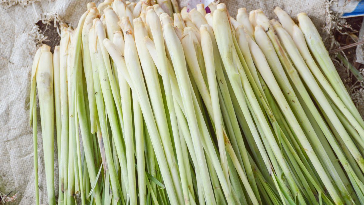 Trawa cytrynowa jest bardzo ważna  w kuchni azjatyckiej