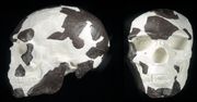 Poprawka w datowaniu. Najstarszy Homo sapiens starszy, niż sądzono