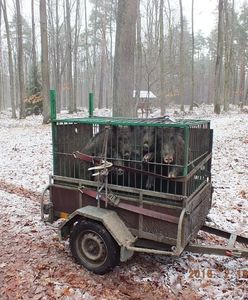 Wrocław. Natura nas osacza, straż miejska uratuje. I ludzi, i zwierzęta