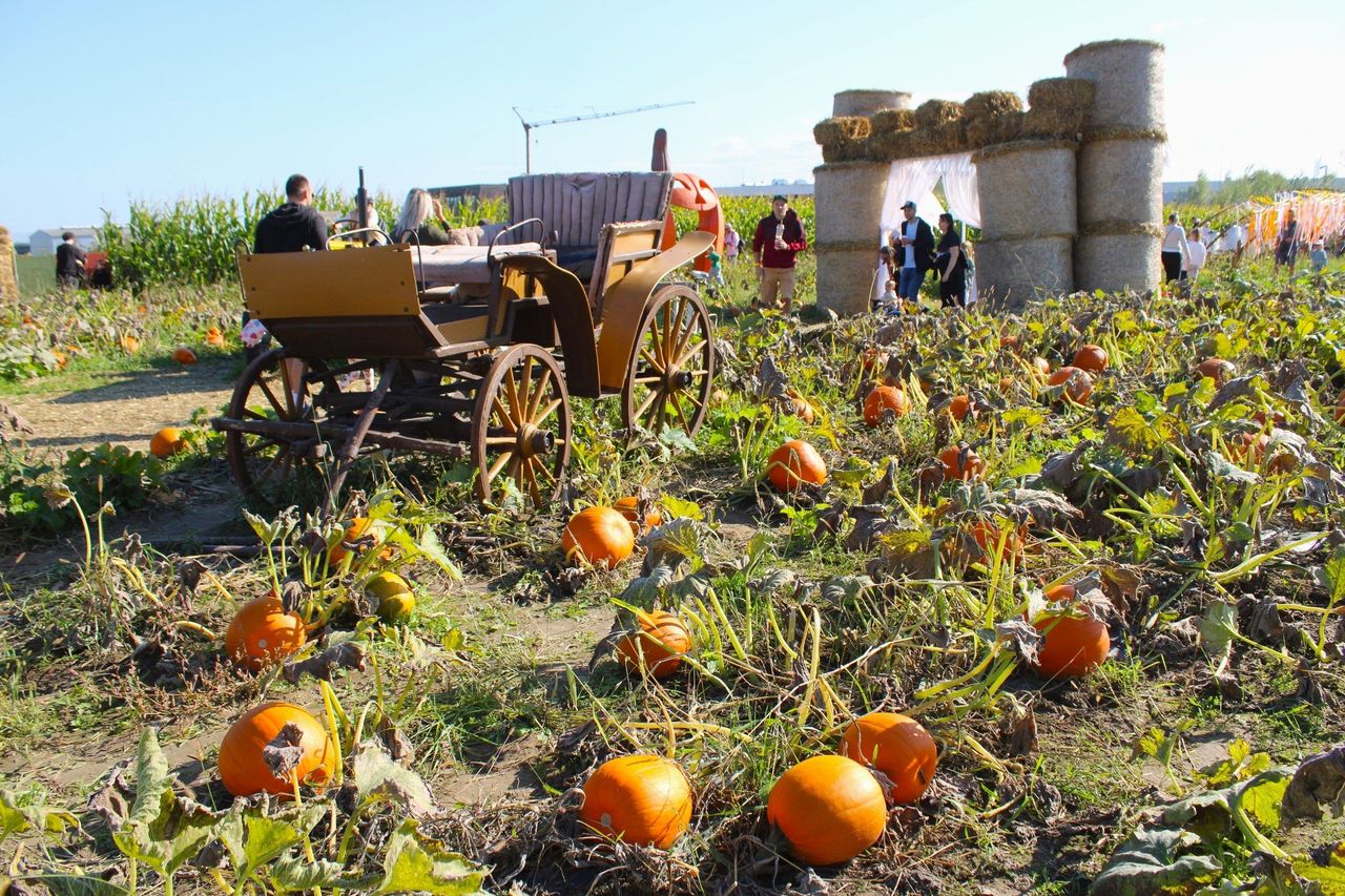 Modlnica: Farma Dyniowa z mnóstwem dyń, kwiatów i ozdób