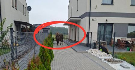 Żubr uciekł z prywatnej zagrody. Błąkał się po wsi