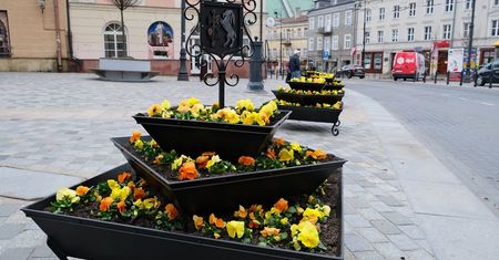 Nowe donice przed Bramą Krakowską ozdobione żółtymi i pomarańczowymi bratkami. Zobaczcie zdjęcia