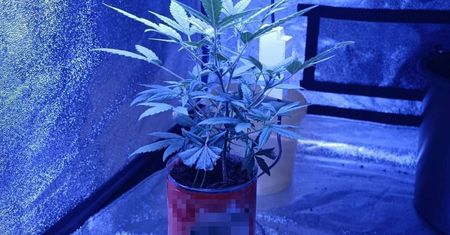 Student uprawiał konopie indyjskie w akademiku. 20-latkowi z Lublina grozi do 3 lat więzienia
