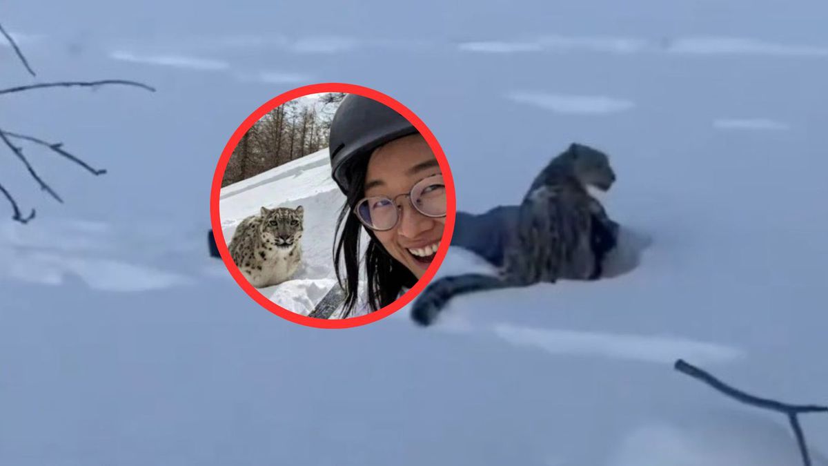 Atak irbisa na kobietę w Chinach