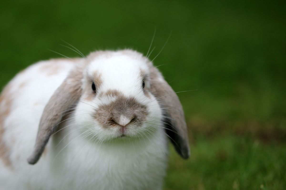 Zdrowa dieta uszatego weganina. Co powinno się znaleźć się w jadłospisie królika?