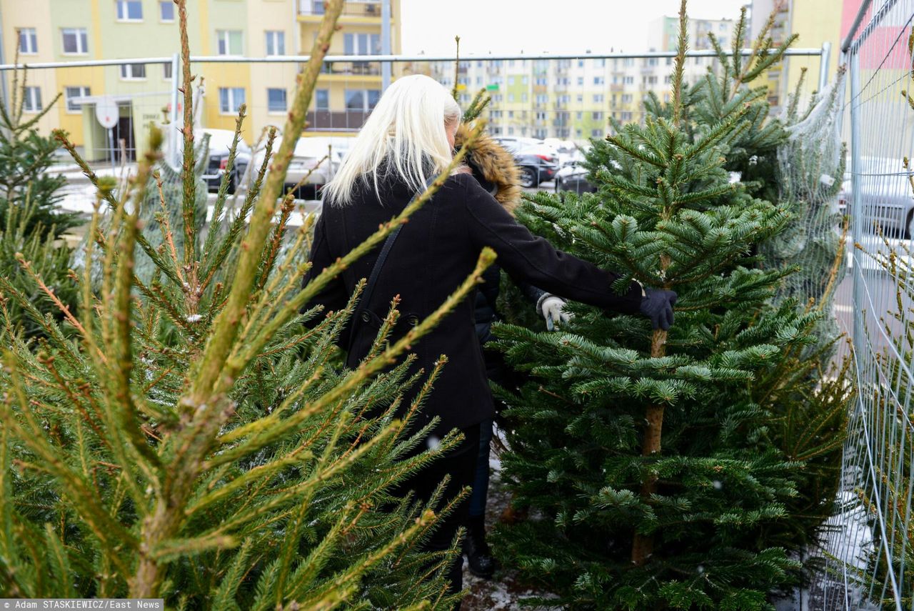 Żywa czy sztuczna choinka? Uważaj na syndrom świątecznego drzewka