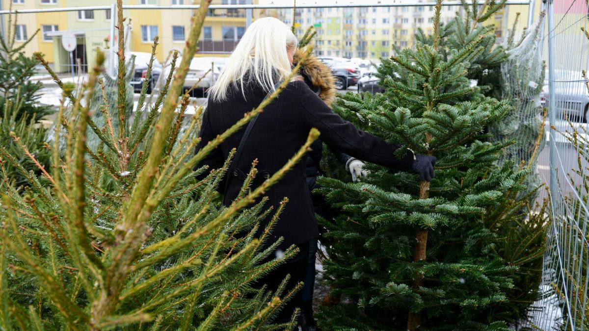 Żywa czy sztuczna? Eksperci tłumaczą
