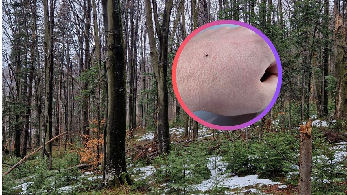 Kleszcze są aktywne w lasach. Leśnik pokazał zdjęcie