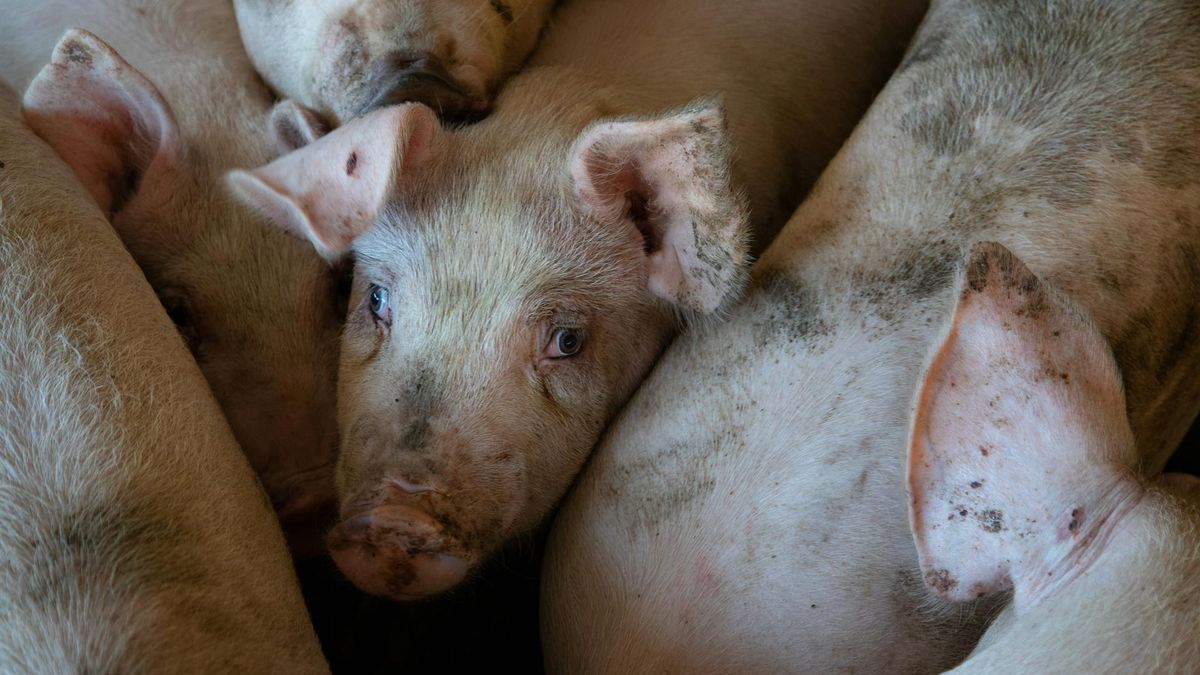  Ceny wieprzowiny spadają - hodowcy na skraju