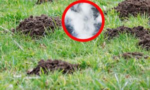 Uformuj kulkę i wrzuć do kopca. Tak szybko pozbędziesz się kretów