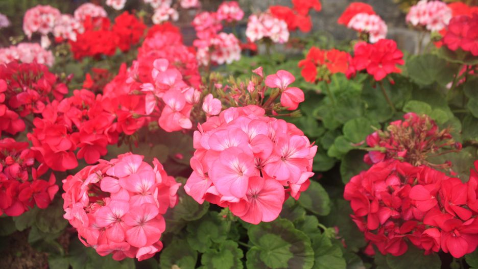 pelargonium hortorum (zonal), pelargonium, perennial, geraniums, pelargoniums