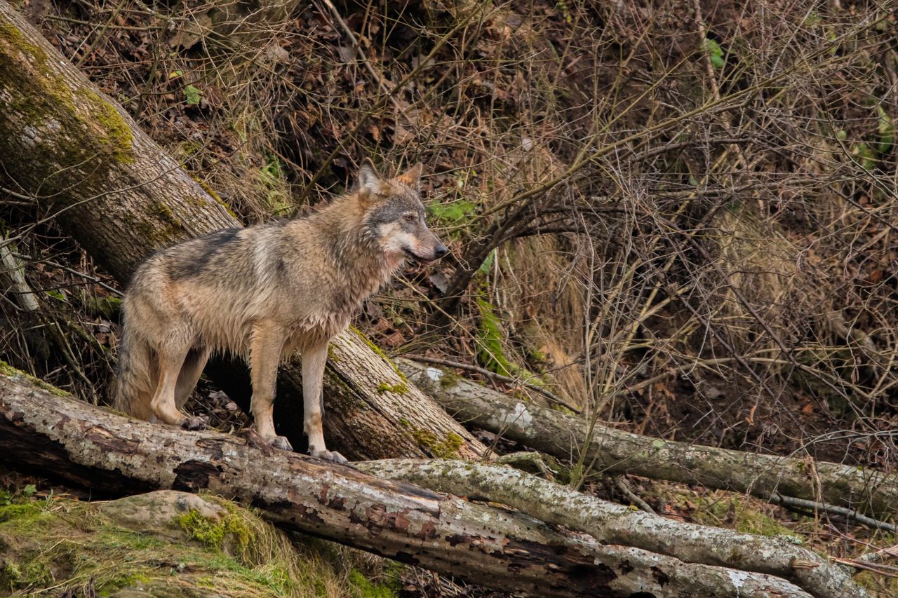 Stado wilków w Karkonoszach. Turyści nie powinni robić jednej rzeczy