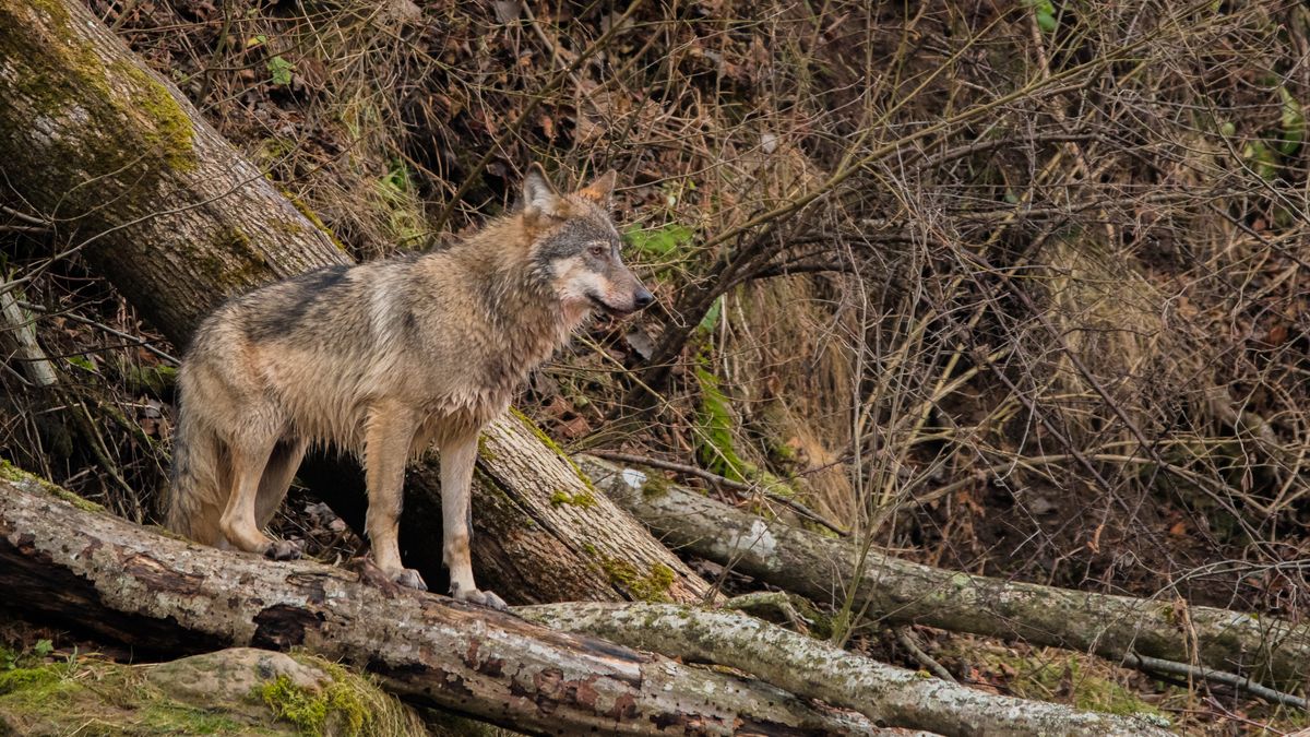 Stado wilków w Karkonoszach. Turyści nie powinni robić jednej rzeczy