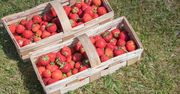 Tylko polskie truskawki? Wynik jest miażdżący