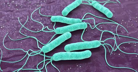 Helicobacter pylori - drogi zakażenia, objawy, diagnostyka i leczenie