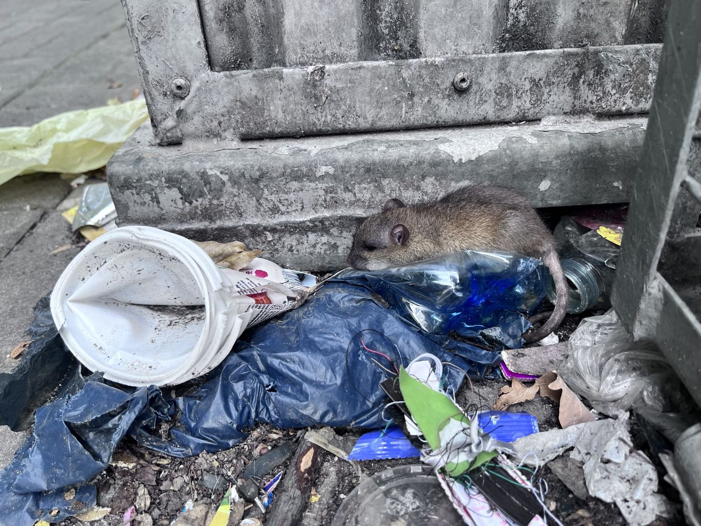 Problem ze szczurami w Siemianowicach Śląskich. Urząd miasta z apelem do mieszkańców