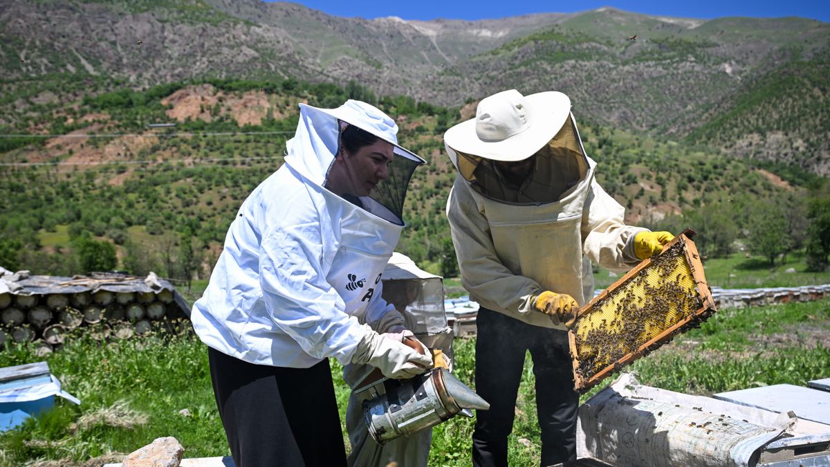 VAN, TURKIYE - MAY 21: Beekeepers Aysel and Kamil Isik work with bees and breeding chambers as they manage to increase the number of their beehives to 350 in three years after starting beekeeping with government support in Ovecik neighborhood of Catak district, Van, Turkiye on May 21, 2025. (Photo by Ozkan Bilgin/Anadolu via Getty Images)