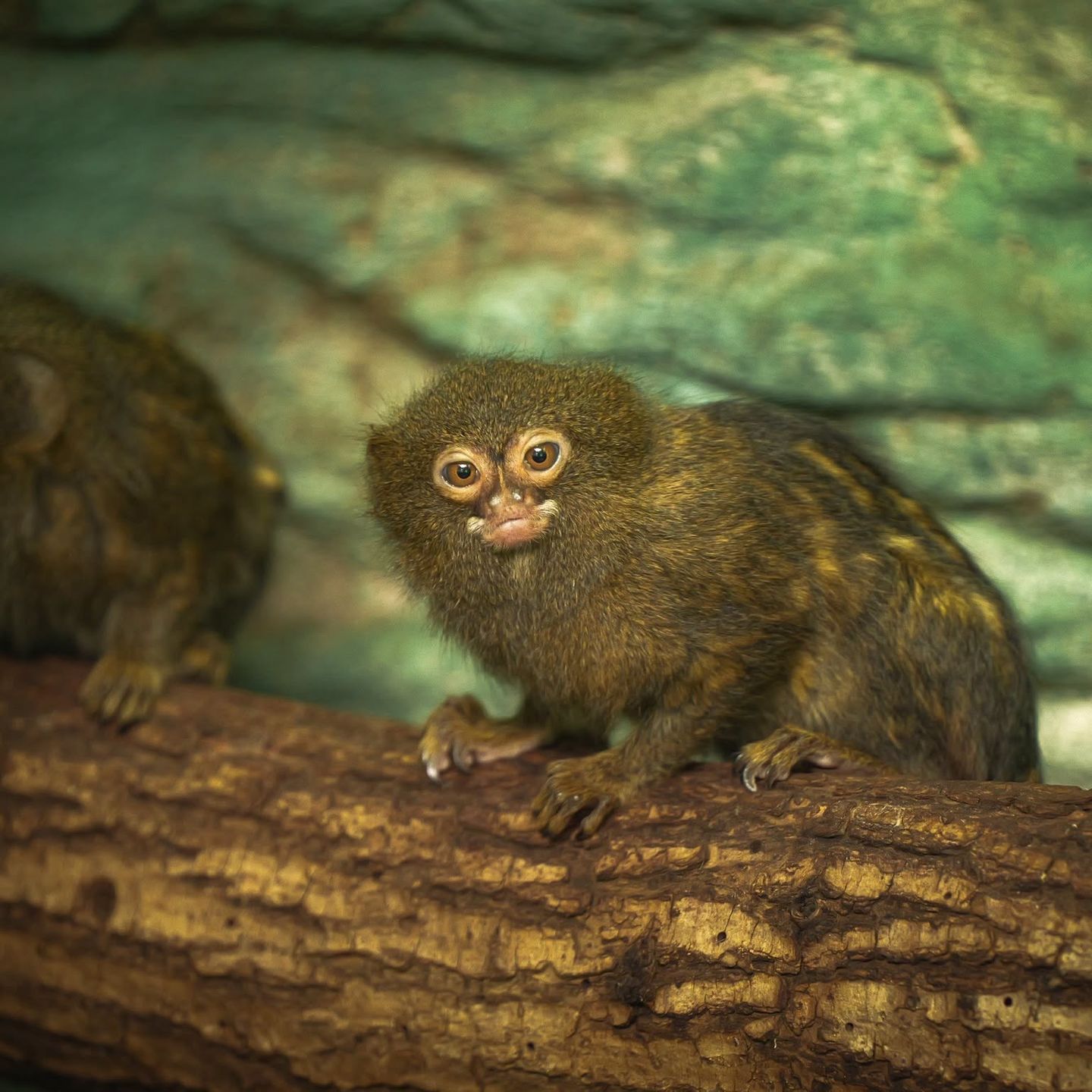 Nowi lokatorzy w płockim ZOO