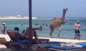 Wielbłąd wtargnął na plażę pełną turystów. Polski turysta wszystko nagrał