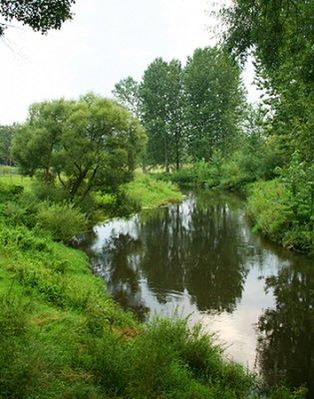 Obraz