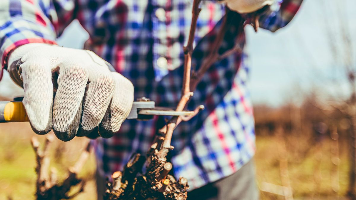 Tak co sezon skracam pędy winogron 
