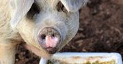 Ceny tuczników wciąż poniżej zeszłorocznych! Delikatne wzrosty nie rekompensują strat