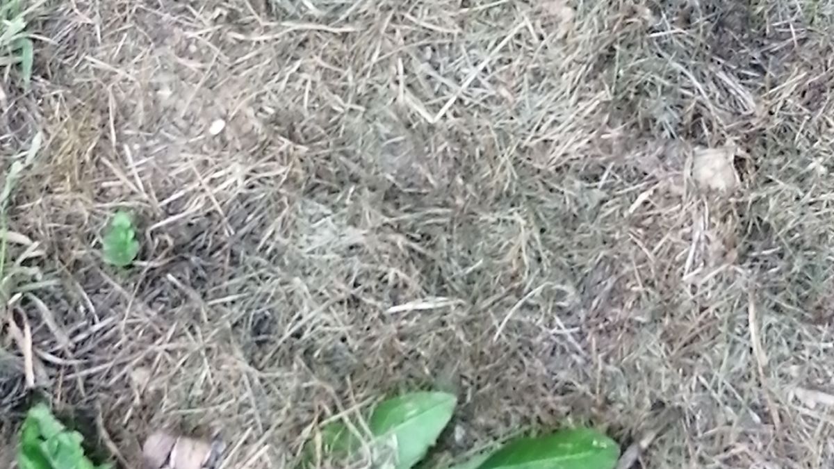 Rolnik znalazł na polu skarby z przeszłości. Zdjęcie ilustracyjne