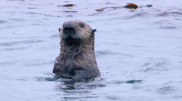 W głębinach - Ameryka Północna