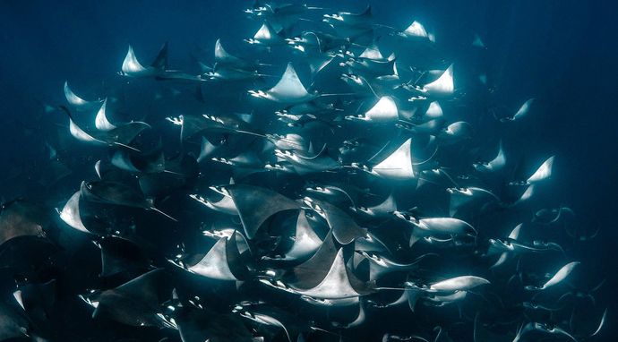 W głębinach - Ameryka Północna