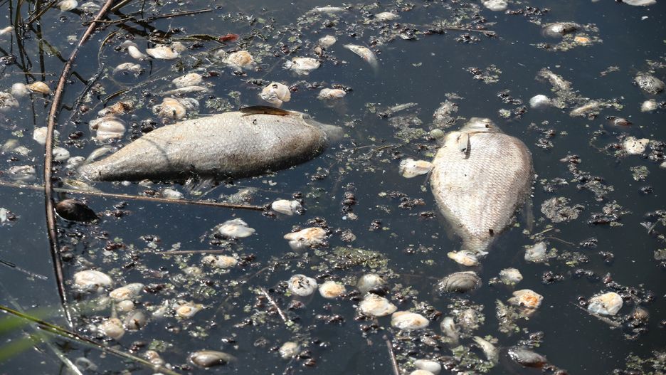 Zatruta Odra. Są wyniki badań z Wiednia 