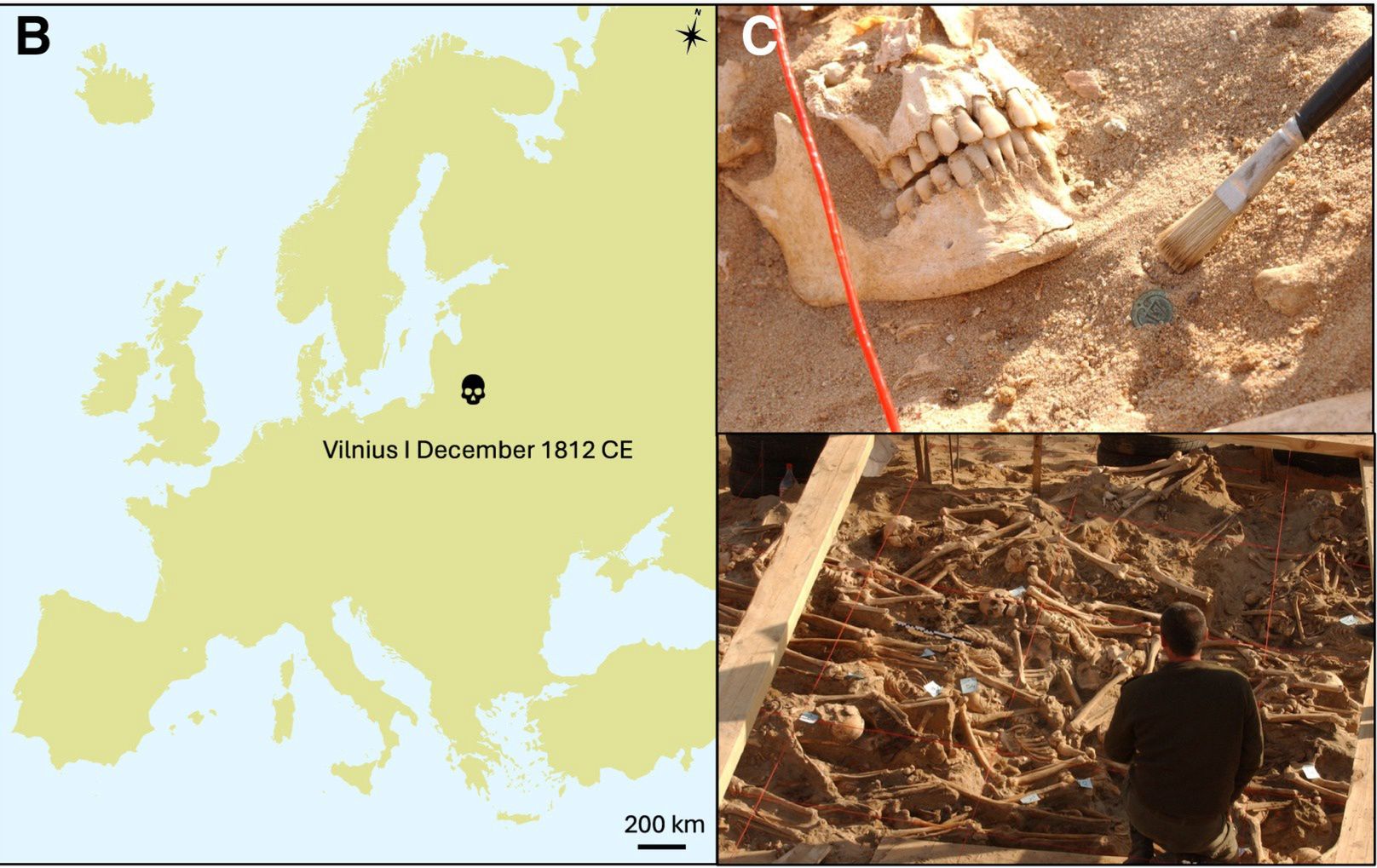 Naukowcy przebadali zęby francuskich żołnierzy Napoleona z Wilna