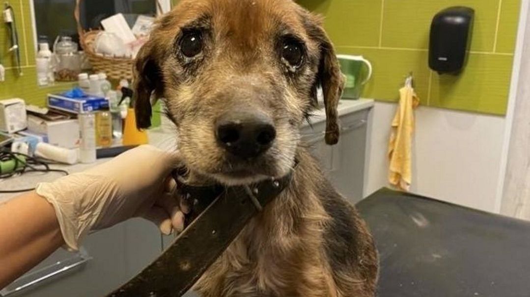 Franek był maltretowany przez swoją właścicielkę.