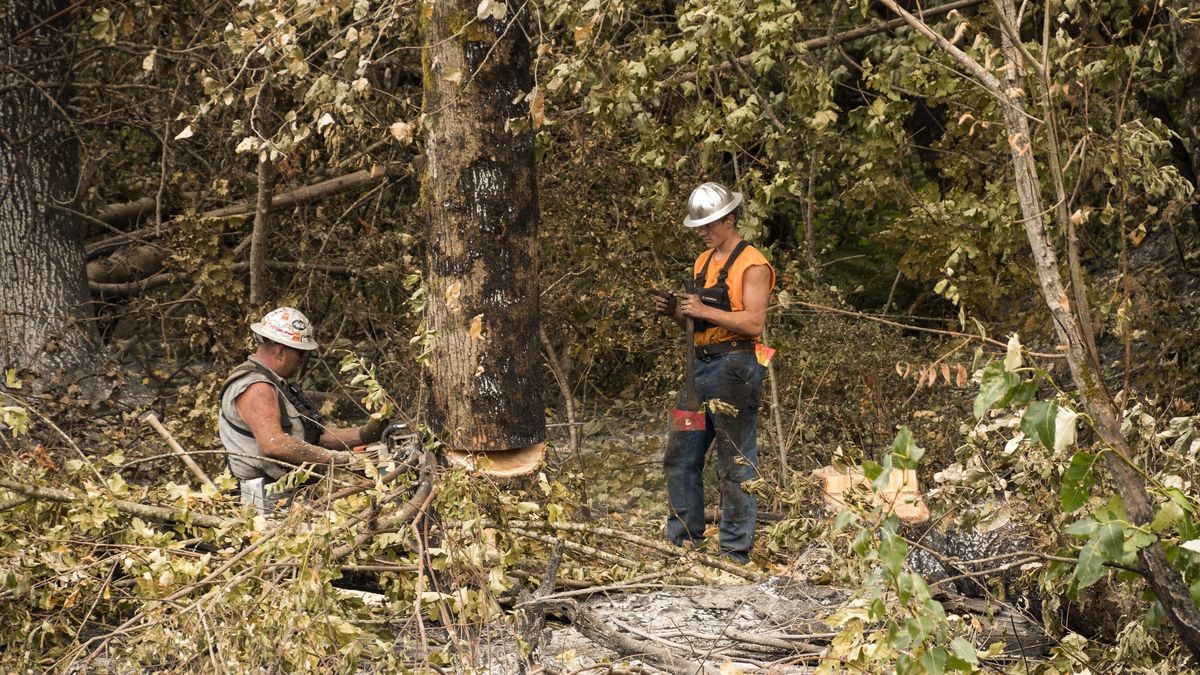 Tragedia podczas wycinki wierzby