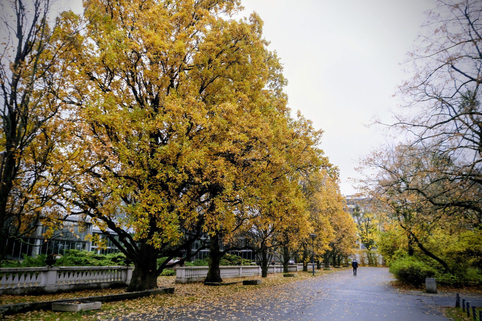 Złota polska jesień w listopadzie? To w tym roku możliwe!