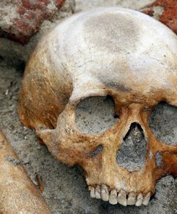 Czaszka ''wampira'' na wystawie w Warszawie