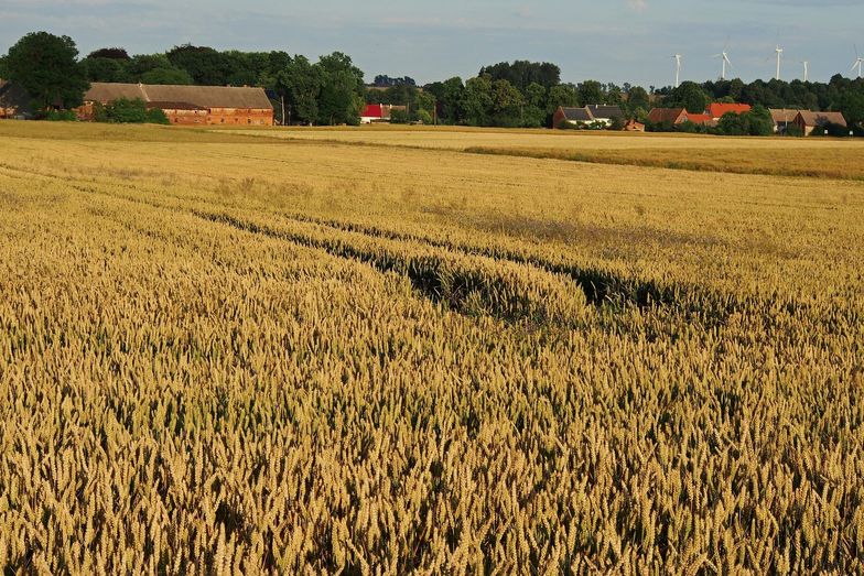 Rolnicy dostaną 100 mln zł. Na walkę ze skutkami klęsk żywiołowych