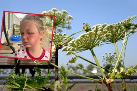 Jedna z najbardziej trujących roślin w Polsce. 6-latka znalazła ją w ogrodzie