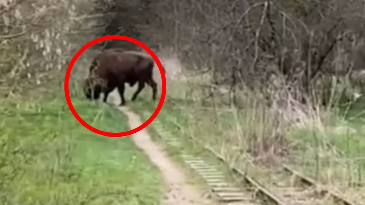 Żubr najwyraźniej już nie może się doczekać, kiedy znowu ruszy kolejka wąskotorowa