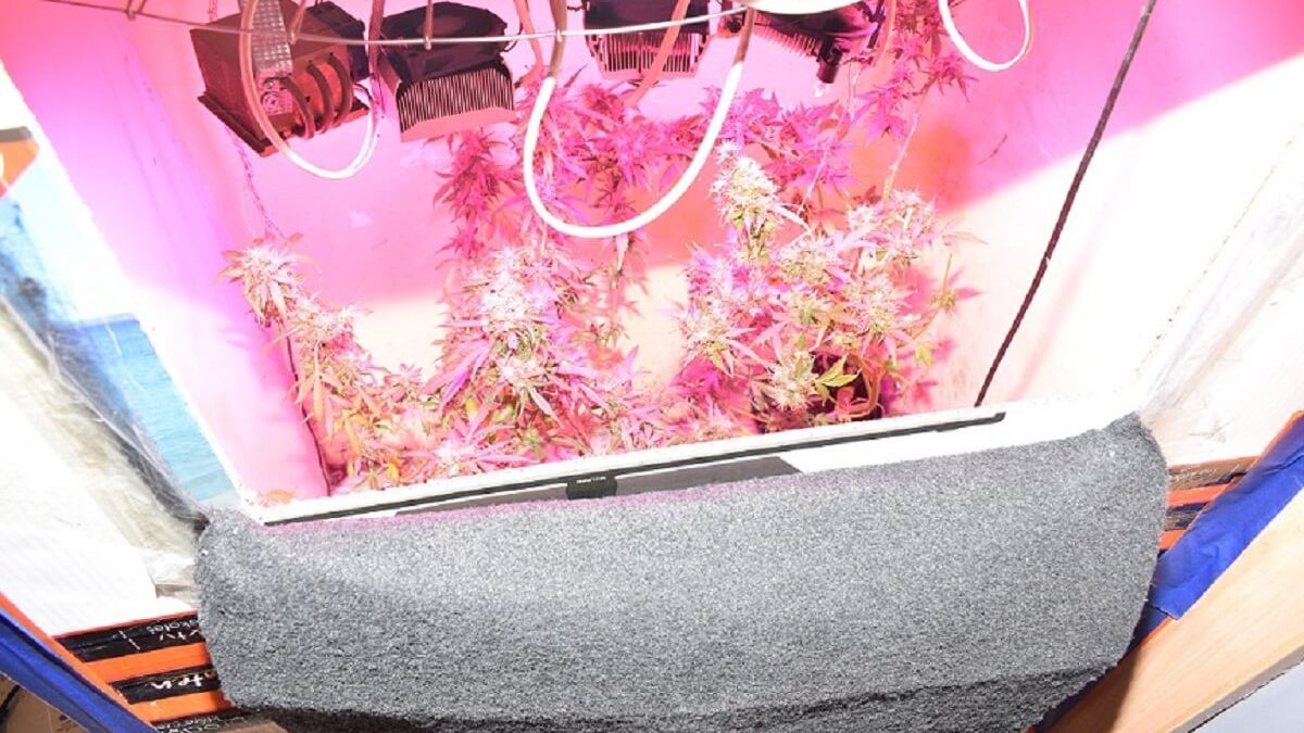 Marihuana w szafie hodowana pod lampą