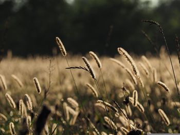 Grzmiąca: Święto plonów. Różanecznik, czyli świetna zabawa dożynkowa