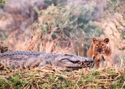 National Geographic Wild Katavi - utracony raj Afryki