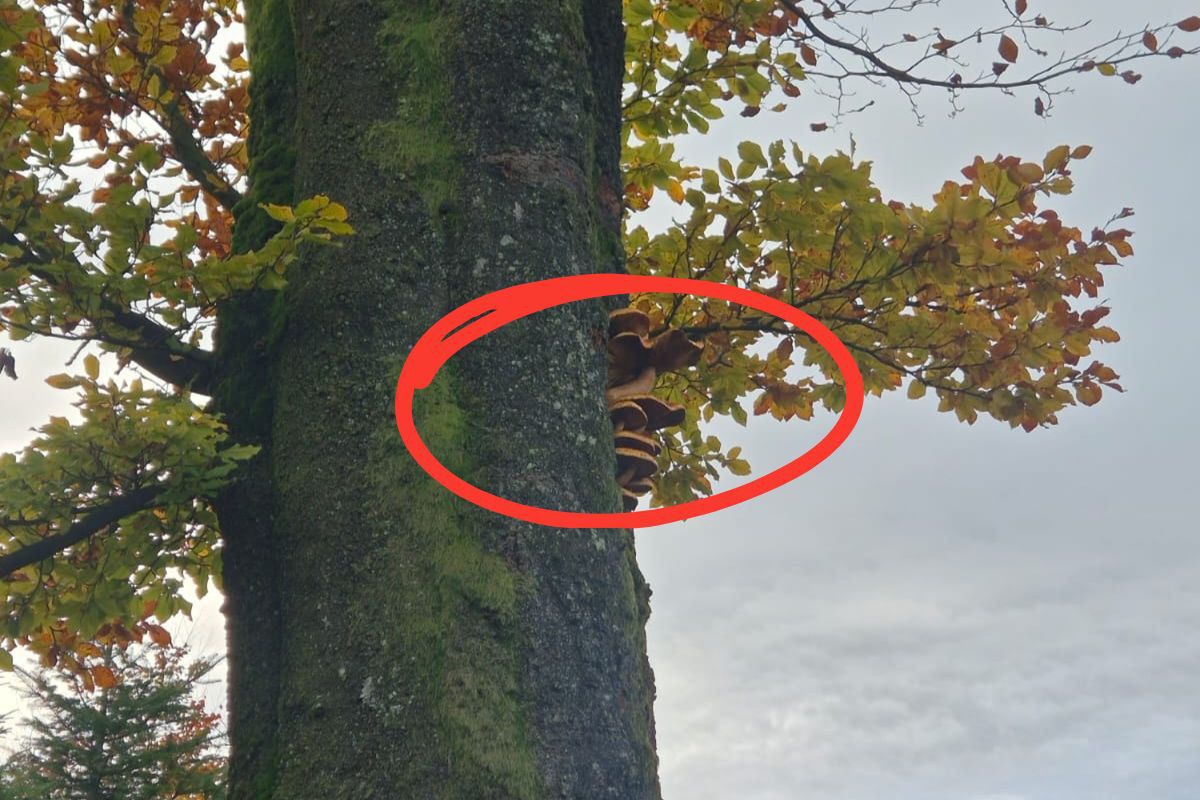 Urosły na drzewie. Leśnicy pokazali "plan B" lasu