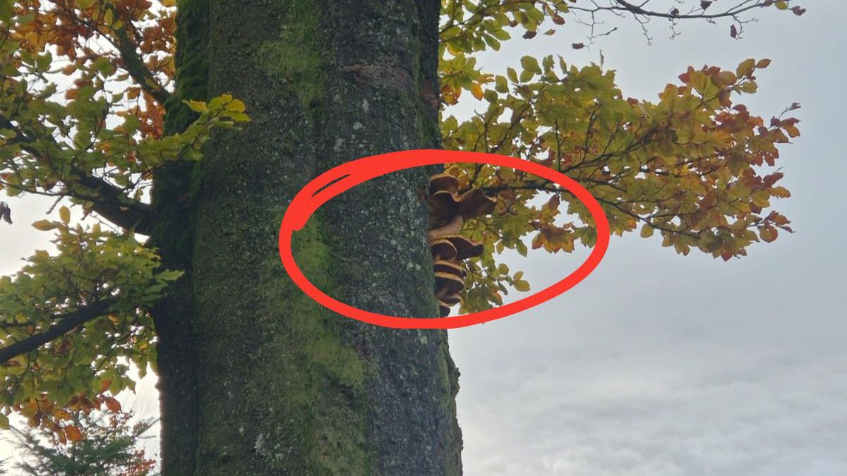 "Las ma plan B". Leśnicy pokazali grzyby, rosnące na drzewach