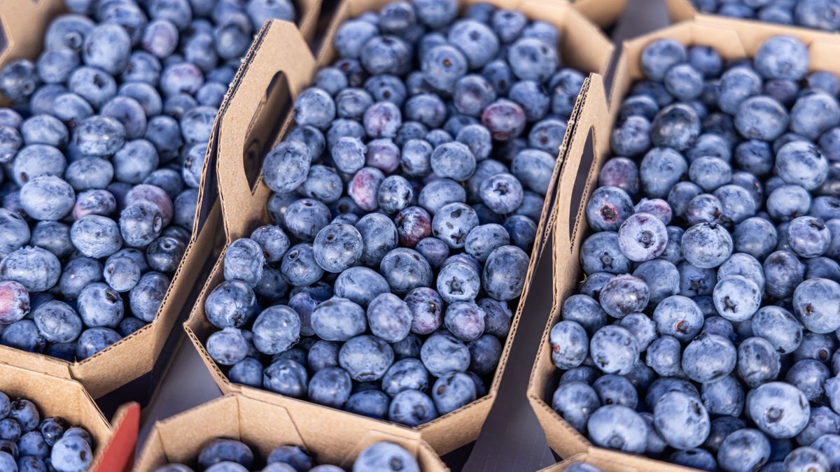 Połowa sierpnia to szczyt sezonu na borówki w Polsce