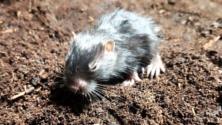 Kururo niebieskawy urodził się w poznańskim zoo