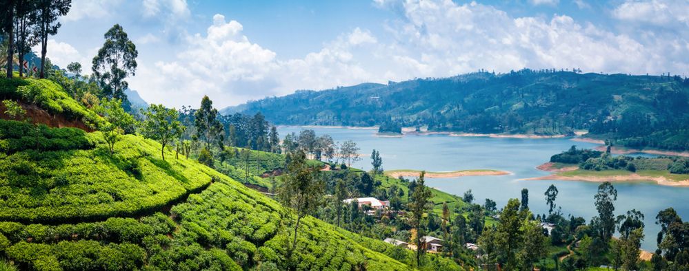Zielone plantacje herbaty, poławiacze ryb w Ahangamie i świątynie skalne w Dambulli. Witajcie na Sri Lance