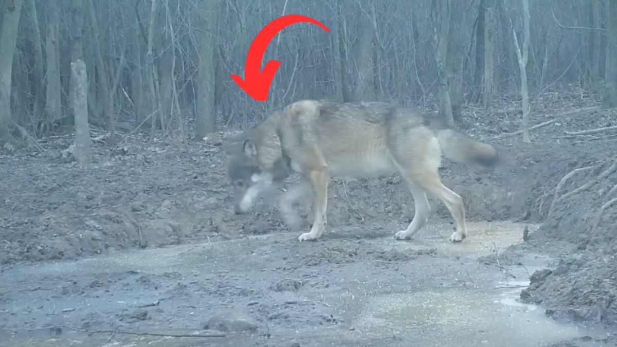 Fotopułapka nagrała wilka