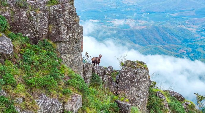 Nilgiri: błękitne góry Indii