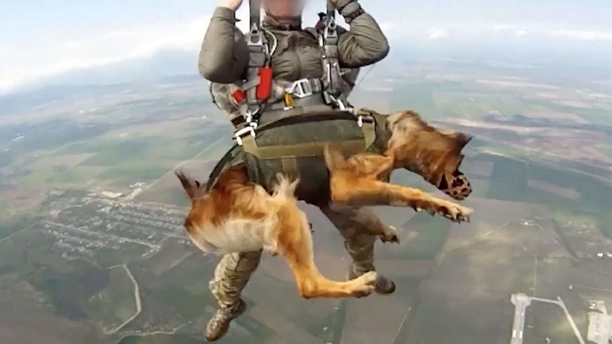 Rosjanie zaprezentowali uprząż spadochronową dla psów