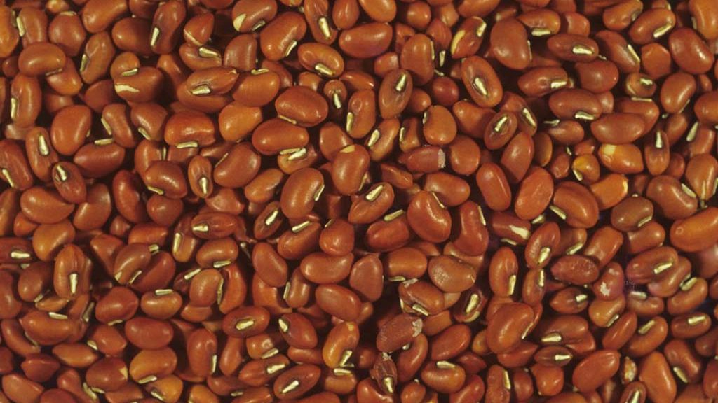 Fasola chińska gotowana z dodatkiem soli